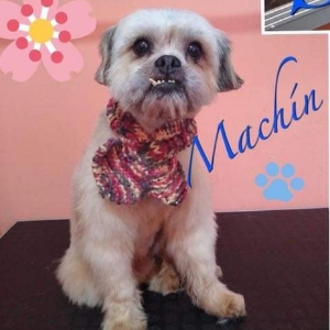 Machin - Dog - 11pets: Adopt