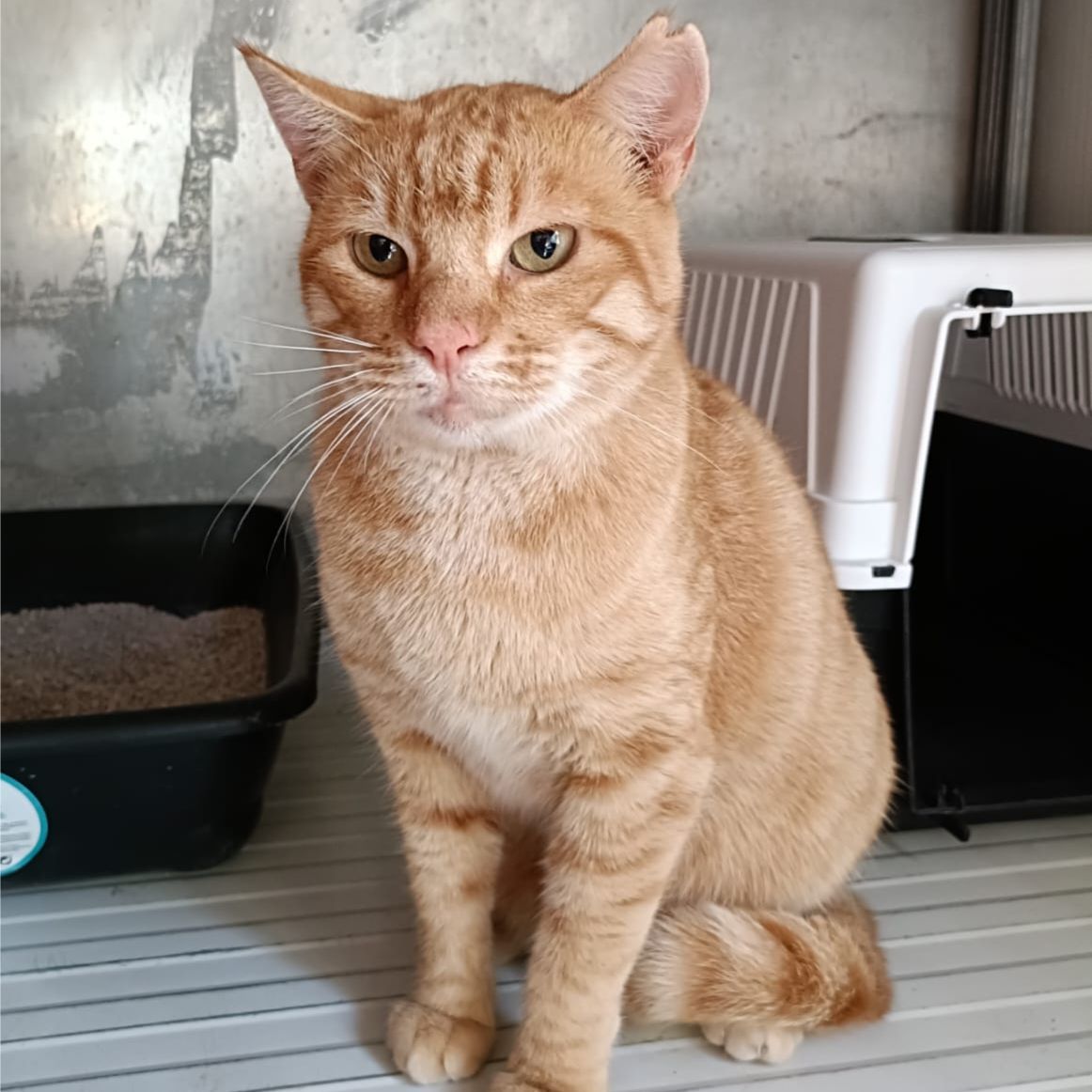 Shere Khan