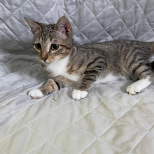 Yuma - Cat - 11pets: Adopt