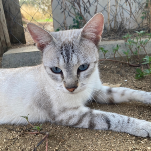 Briana  - Cat - 11pets: Adopt