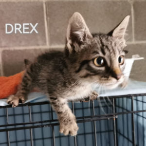 Drex  - Cat - 11pets: Adopt