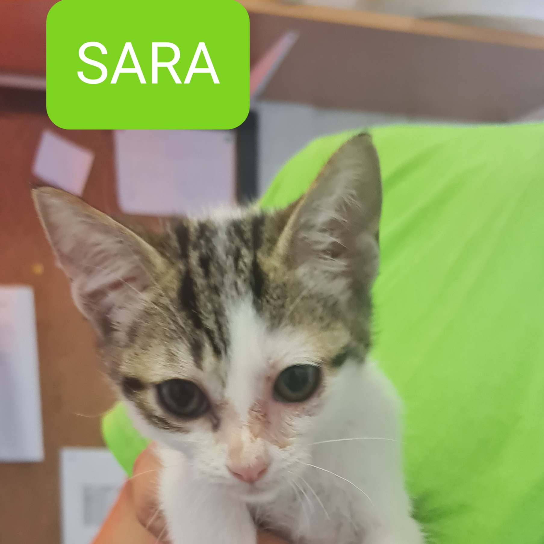 SARA