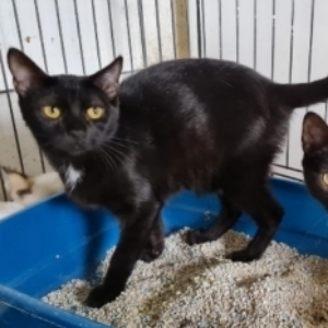 Negri - Cat - 11pets: Adopt