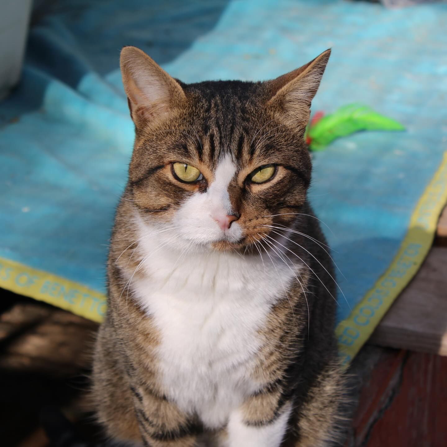 Tinta - AL MOMOTARO CAT CAFE