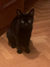 INDI