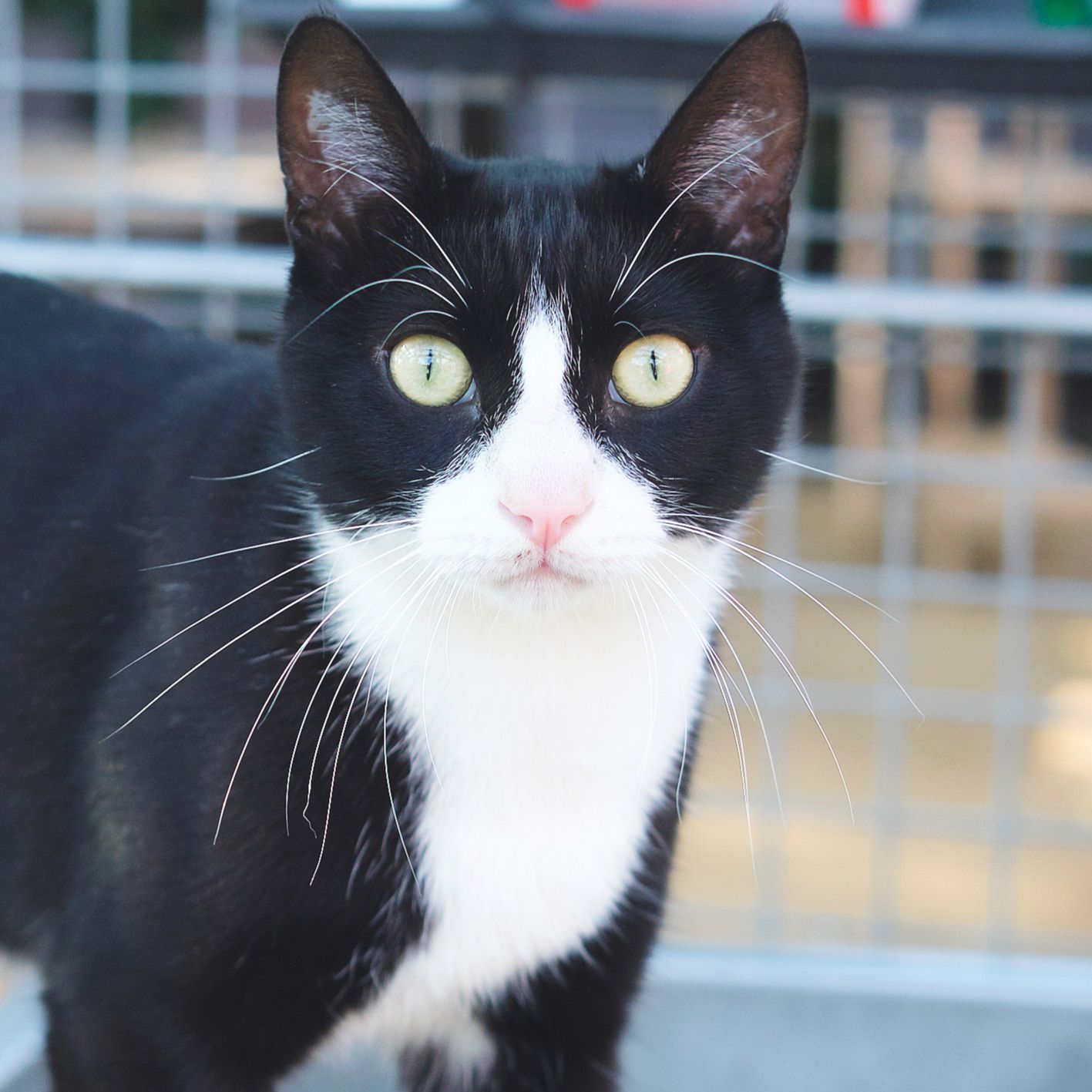 JAFET ARA CALCETINES