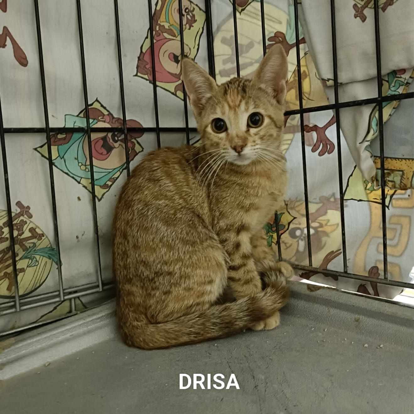 Drisa