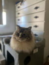 ZEUS