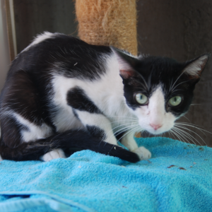 Manchitas - Cat - 11pets: Adopt