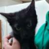 Puntita
