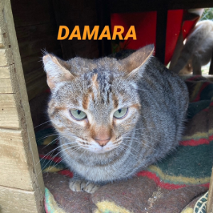 Damara - Cat - 11pets: Adopt