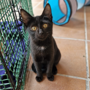 Negrito - Cat - 11pets: Adopt