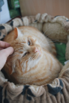 Manolito