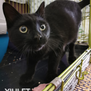 Xiulet - Cat - 11pets: Adopt