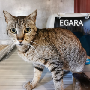 Egara - Cat - 11pets: Adopt