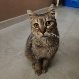 Margarita - Cat - 11pets: Adopt