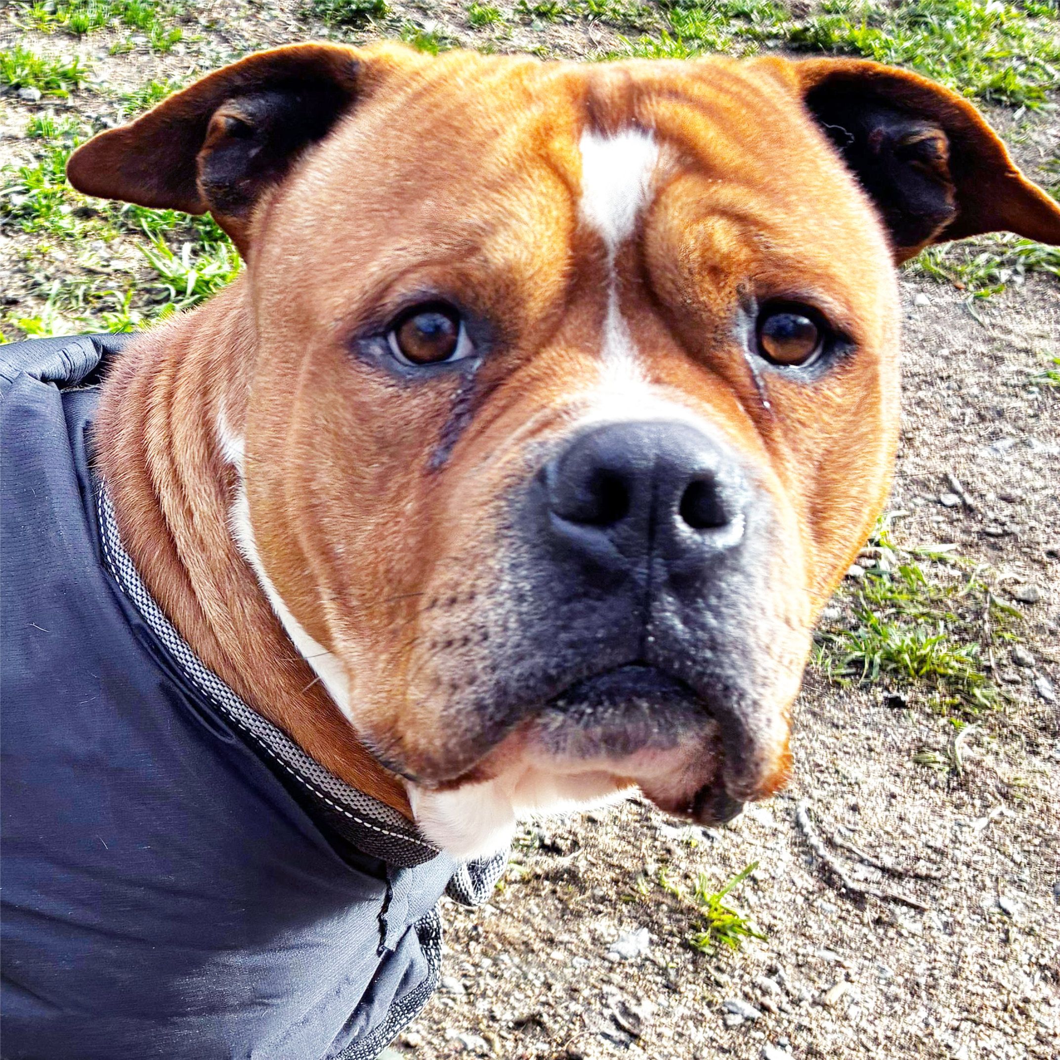 SANCHO PANZA ARA ZEUS