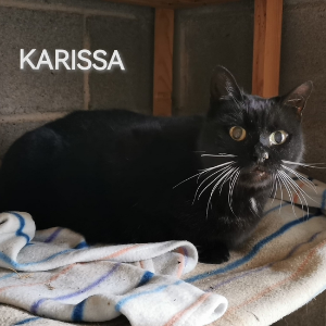 Karissa - Cat - 11pets: Adopt