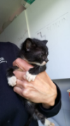 Gatito montaña