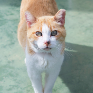 NINFA - Cat - 11pets: Adopt