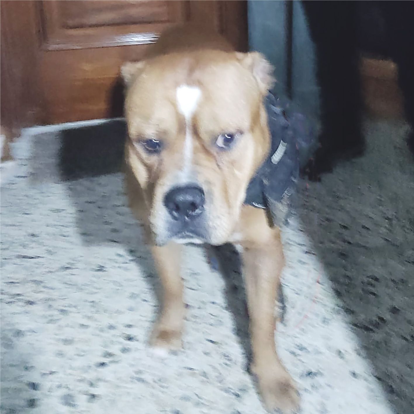 SANCHO PANZA ARA ZEUS