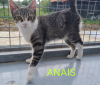 ANAIS