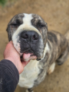 Barret (Moro)
