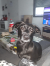 Nika