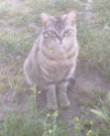 Michi