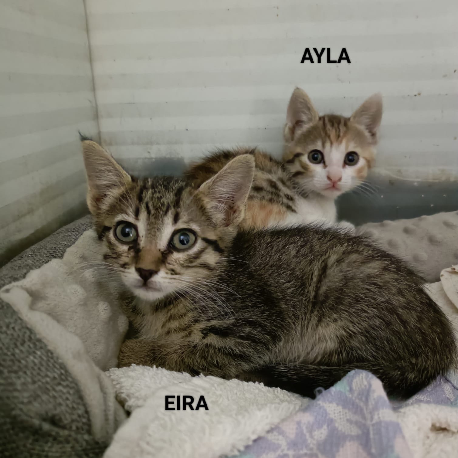 Eira