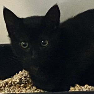 MINT - Cat - 11pets: Adopt