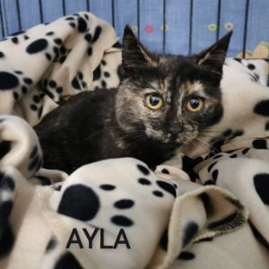 Ayla - Cat - 11pets: Adopt