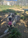 Barret (Moro)