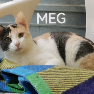 Meg - Cat - 11pets: Adopt