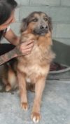 Alma