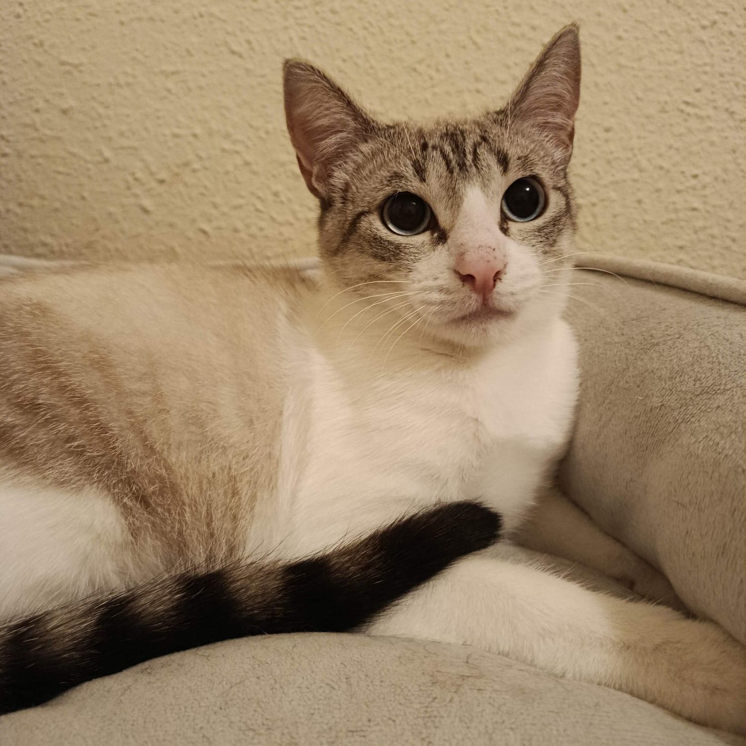 Shimeji - AL MOMOTARO CAT CAFE