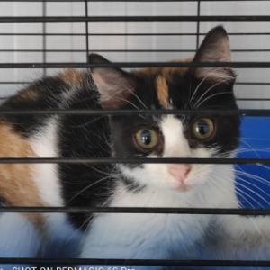Dora - Cat - 11pets: Adopt