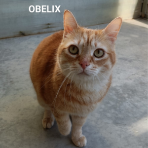 Obelix