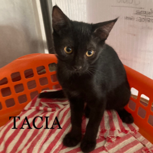 Tacia - Cat - 11pets: Adopt