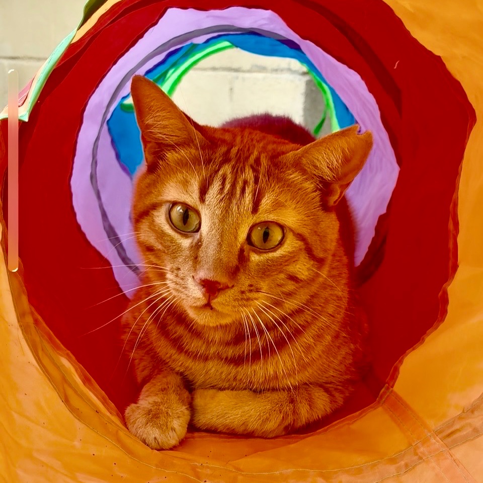Max
