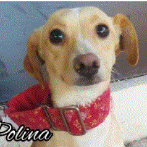 Polina - Dog - 11pets: Adopt