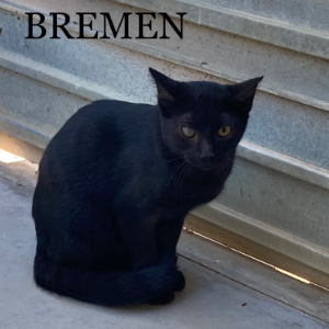 Bremen - Cat - 11pets: Adopt