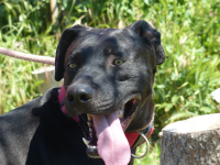 Ares