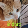 ISIDORO