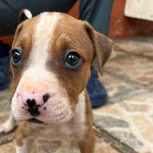 Gozo - Dog - 11pets: Adopt