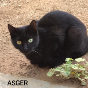 Asger - Cat - 11pets: Adopt
