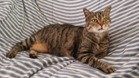 ILSA