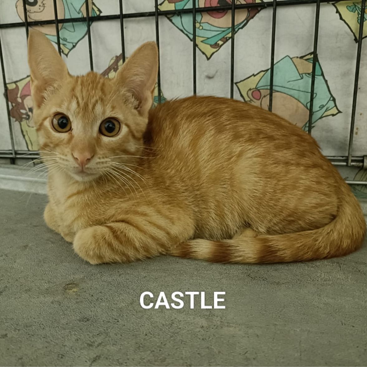 Castle