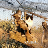 Kaushal 