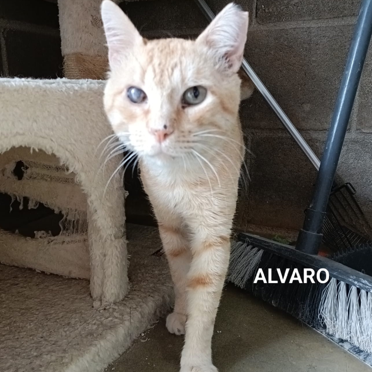 Alvaro